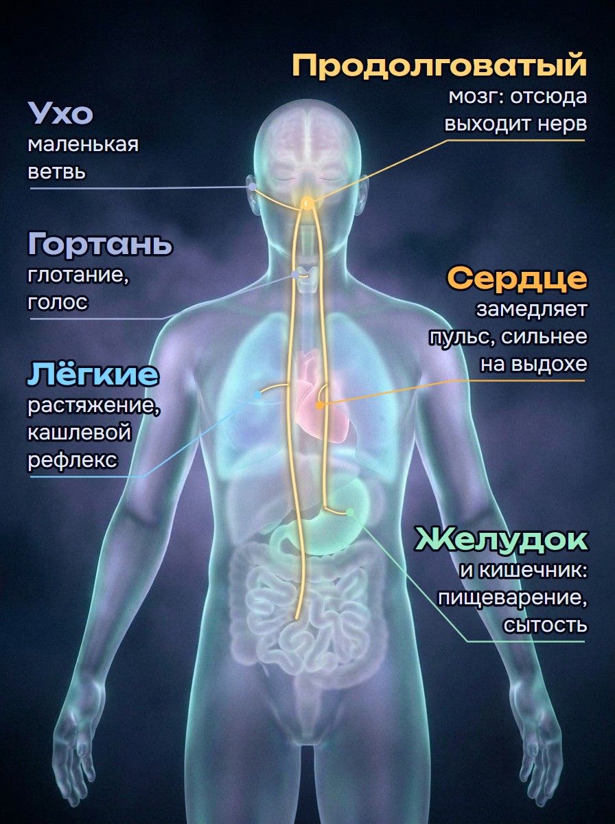 Схема блуждающего нерва: выходит из продолговатого мозга, спускается по шее к гортани, сердцу, лёгким, желудку и кишечнику